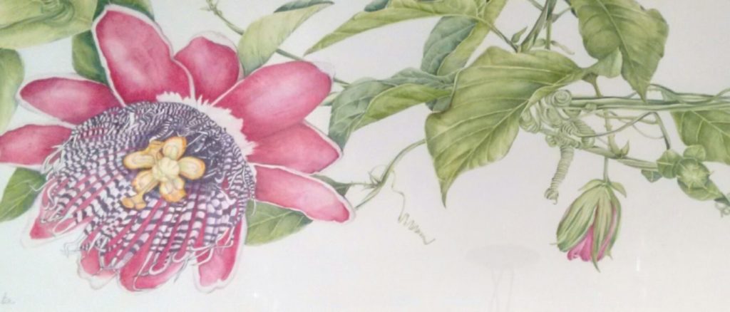 quadro em aquarela com a flor do maracuja pintada watercolor frame with painted a passion flower