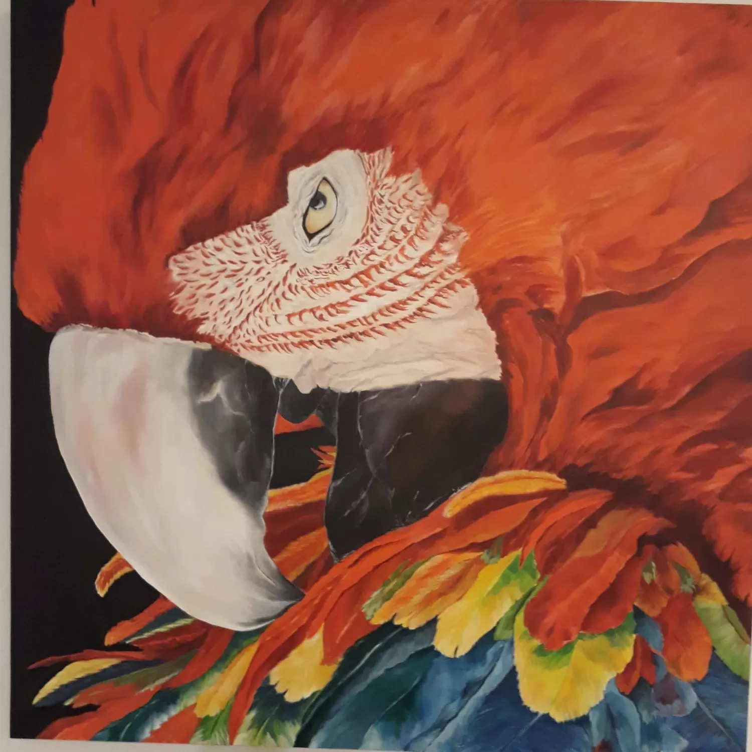 Pintura em acrílico sobre tela de uma arara vermelha Acrylic painting on canvas of a red macaw