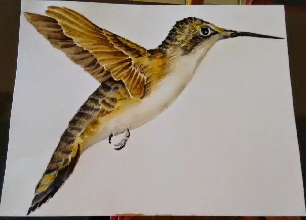 beija flor ave pintado em aquarela watercolor huneybird