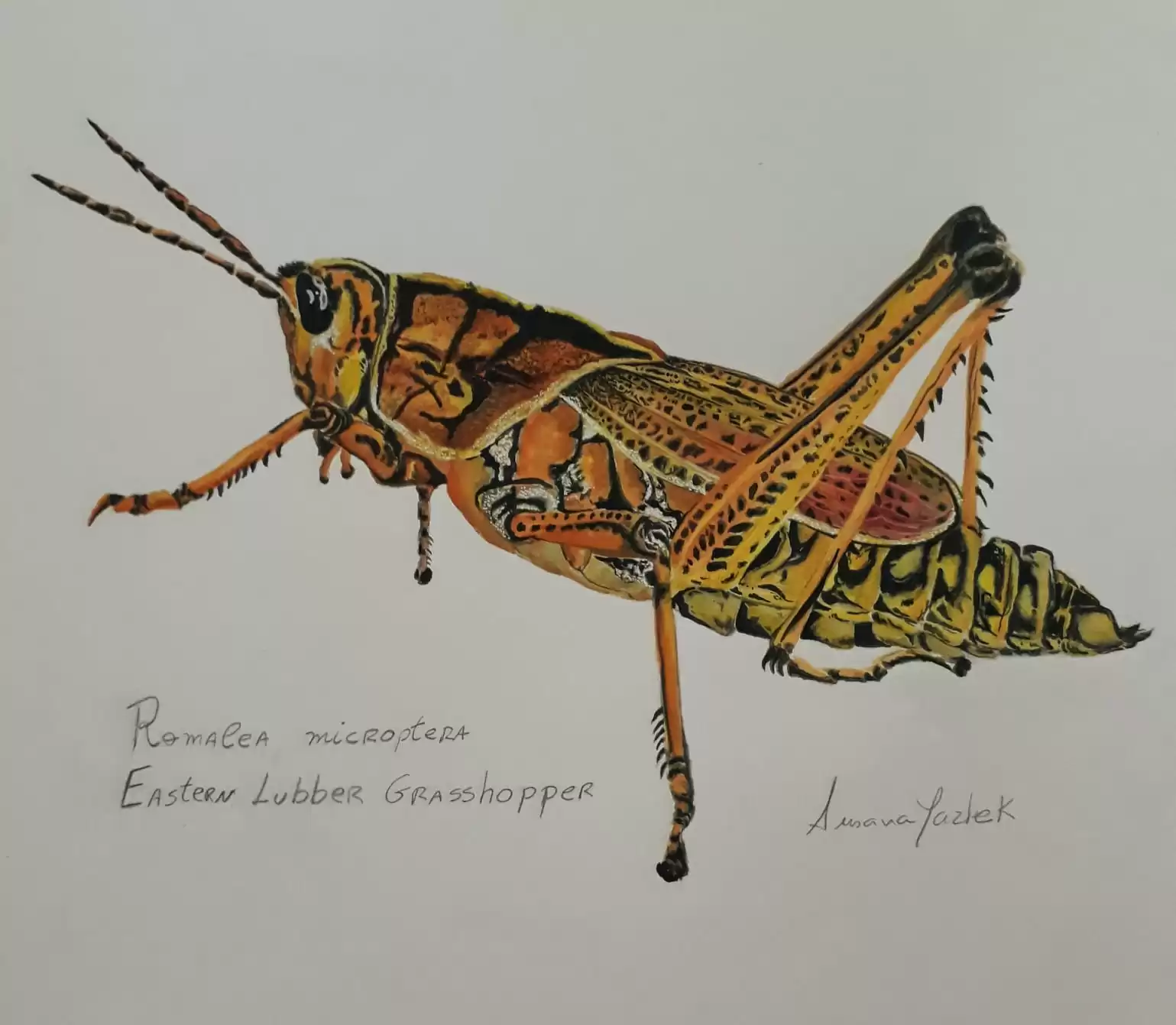 gafanhoto pintado em aquarela , grasshopper watercolor